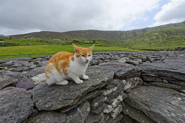 Irland, Grafschaft Kerry, bei Waterville, Fort Lothair, Katze sitzt auf Steinen - LB001038