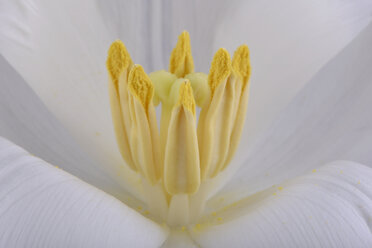 Detail einer weißen Tulpe - MJOF000951
