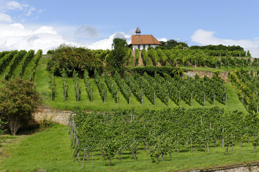 Germany, Bad Duerkheim, vineyard with chapel on Michaelsberg - LB001046