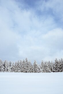 Deutschland, Baden-Württemberg, Landkreis Konstanz, schneebedeckte Tannen - EL001477