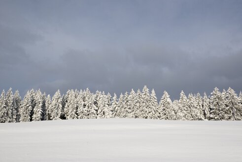 Deutschland, Baden-Württemberg, Landkreis Konstanz, schneebedeckte Tannen - ELF001478