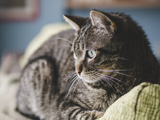 Getigerte Hauskatze auf der Couch liegend - RAEF000037