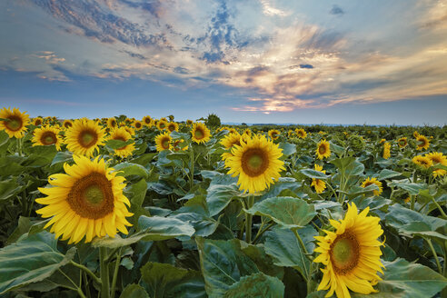 Österreich, Burgenland, Blick auf ein Sonnenblumenfeld bei Sonnenuntergang - GFF000560