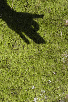 Shadow of children's hand on moss showing a dog - JBF000240