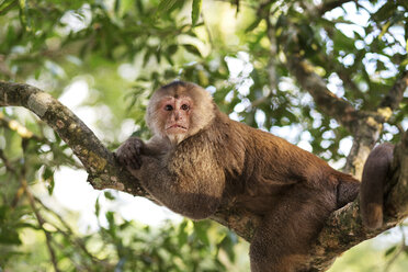 Ecuador, Napo, Tena, Kapuzineräffchen im Baum - FPF000023