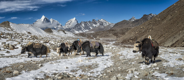 Nepal, Khumbu, Everest-Region, Yaks bei Dingboche - ALRF000045