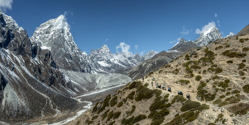 Nepal, Khumbu, Everest-Region, Yaks auf dem Weg nach Dughla, Cholatse im Hintergrund - ALRF000026