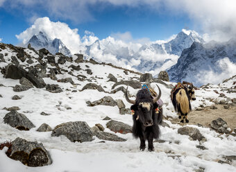 Nepal, Khumbu, Everest-Region, Yaks im Lobuche-Basislager - ALRF000065