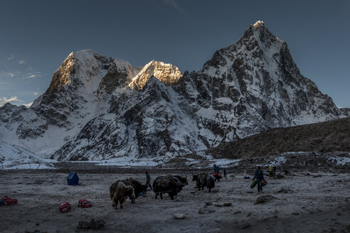 Nepal, Khumbu, Everest-Region, Sonnenuntergang auf dem Arakam Tse Gipfel, Yaks im Lobuche Basislager - ALRF000030