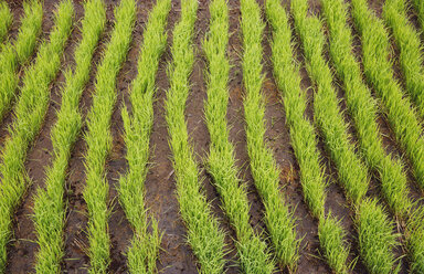 Indonesia, Bali, Green rice seedlings in ricefield - MBEF001314