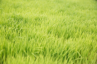 Indonesia, Bali, Green rice seedlings in ricefield - MBEF001315