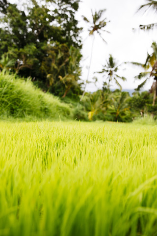 Indonesien, Bali, Grüne Reissetzlinge im Reisfeld, lizenzfreies Stockfoto