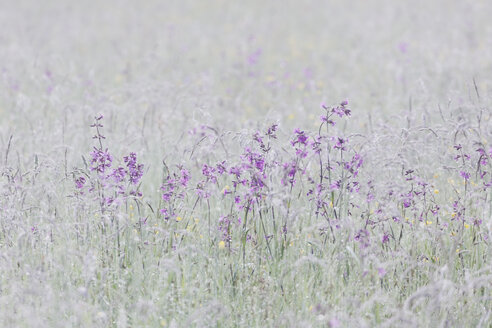 Österreich, Oberösterreich, Waldviertel, Blumenwiese, Nationalpark Thayatal - GFF000567