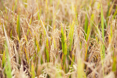 Indonesien, Bali, Nahaufnahme von Reis im Feld - MBEF001317