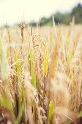 Indonesia, Bali, close-up of rice in field - MBEF001311