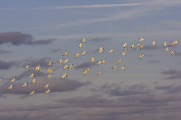 USA, Florida, Miami, swarm of young birds - THAF001229