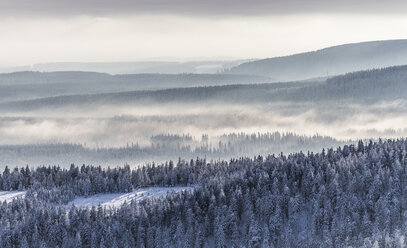 Deutschland, Sachsen-Anhalt, Nationalpark Harz, Nadelwald und Nebelschwaden im Winter - PVCF000266