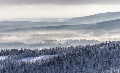 Germany, Saxony-Anhalt, Harz National Park, Coniferous forest and waft of mist in winter - PVCF000266