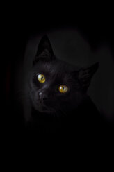 Face of black cat in front of black background - CZF000192