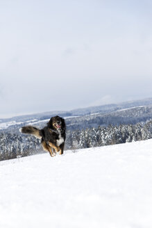Deutschland, Baden-Württemberg, Waldshut-Tiengen, Hund läuft im Schnee - MIDF000054
