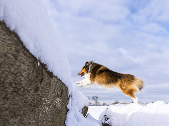 Germany, Shetland Sheepdog jumping over tree trunk with snow - STSF000692