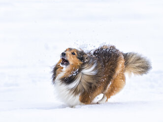 Deutschland, Shetland Sheepdog läuft im Schnee - STSF000694