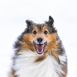 Deutschland, Shetland Sheepdog, Porträt im Winter - STSF000695