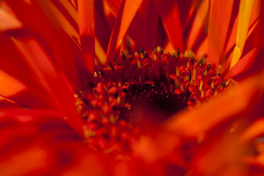 Blüte einer Gerbera, Nahaufnahme - JUNF000203