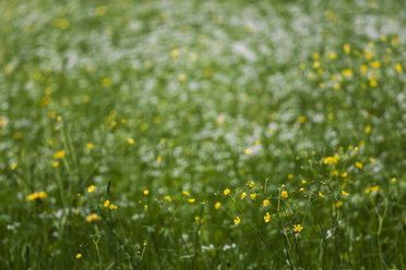 Germany, meadow with creeping buttercups - TCF004542