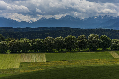 Deutschland, Icking, Blick auf die Alpen mit Ahornbaumreihe und Feldern im Vordergrund - TCF004544
