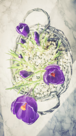 Crocus stock photo