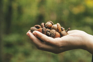 Hand holding acorns - BZF000042