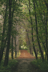 Bulgarien, Sofia, Westpark, Herbstlicher Weg im Park - BZF000036