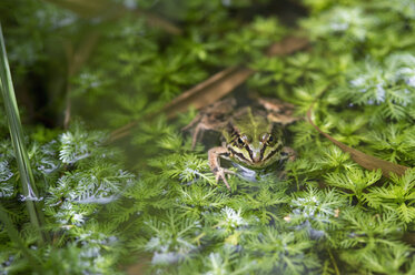 Deutschland, Bayern, Notzenweiher, Laubfrosch im See - ASF005501