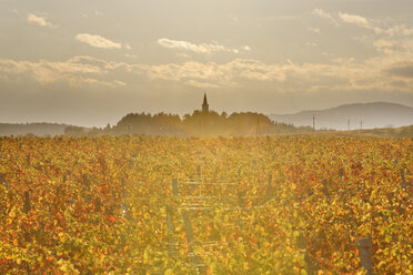 Österreich, Burgenland, Bezirk Oberpullendorf, Lackendorf, Weinberg und Kirche im Herbst - SIEF006469