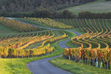 Austria, Burgenland, Oberpullendorf District, Neckenmarkt, road and vineyard in autumn - SIEF006471