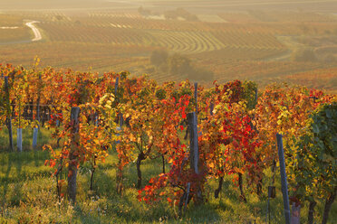 Österreich, Burgenland, Bezirk Oberpullendorf, Blaufraenkischland, Neckenmarkt, Weinberge im Herbst - SIEF006475