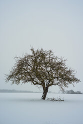 Deutschland, Baden Württemberg, Apfelbaum im Winter - WGF000609