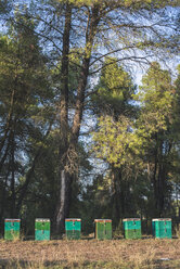 Griechenland, grüne Bienenstöcke, Bäume im Hintergrund - DEGF000310
