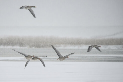 Germany, Schleswig-Holstein, five flying grey gooses in winter - HACF000229