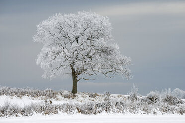 Germany, Schleswig-Holstein, snow-covered tree - HACF000231