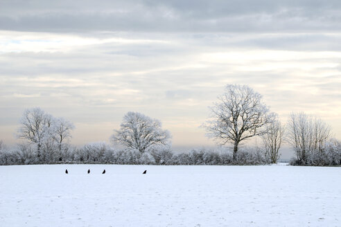 Germany, Schleswig-Holstein, four raven in winter landscape - HACF000232
