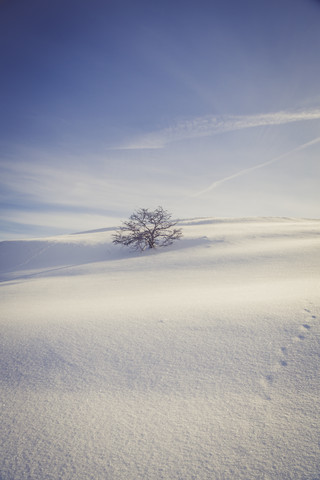 Deutschland, Baden-Württemberg, Schwäbische Alb, Baum in verschneiter Landschaft, lizenzfreies Stockfoto
