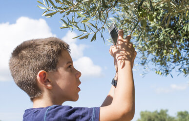 Griechenland, Junge fotografiert Olivenbaum - DEGF000188