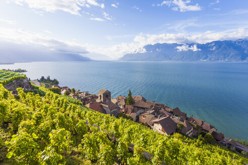 Schweiz, Lavaux, Genfersee, Weinanbaugebiet Saint-Saphorin - WDF002925