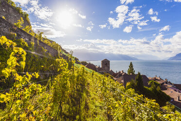 Schweiz, Lavaux, Genfersee, Weinanbaugebiet Saint-Saphorin - WDF002928