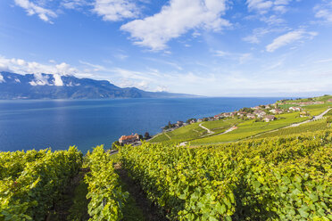 Schweiz, Lavaux, Genfersee, Weinanbaugebiet Rivaz - WDF002929