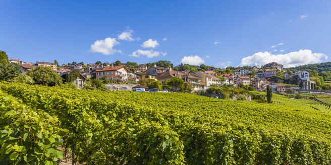 Schweiz, Lavaux, Genfersee, Weinanbaugebiet Chexbres - WDF002932