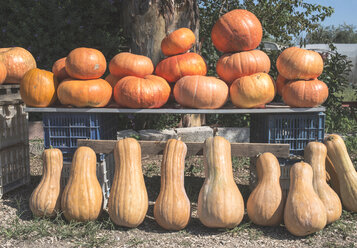 Greece, pumpkins at market - DEGF000167