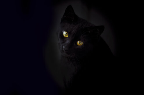 Face of black cat in front of black background - CZF000193